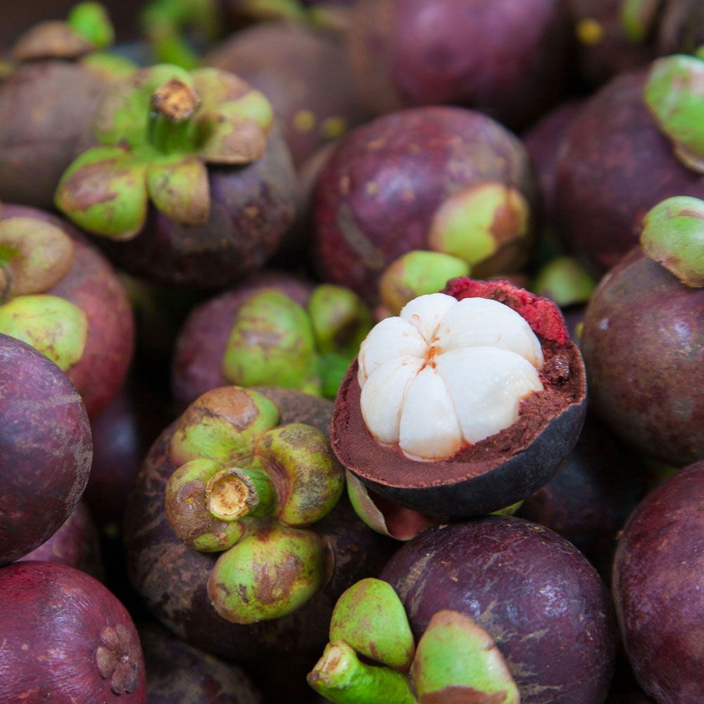 منگوستین هندی سرشار از آنتی اکسیدان